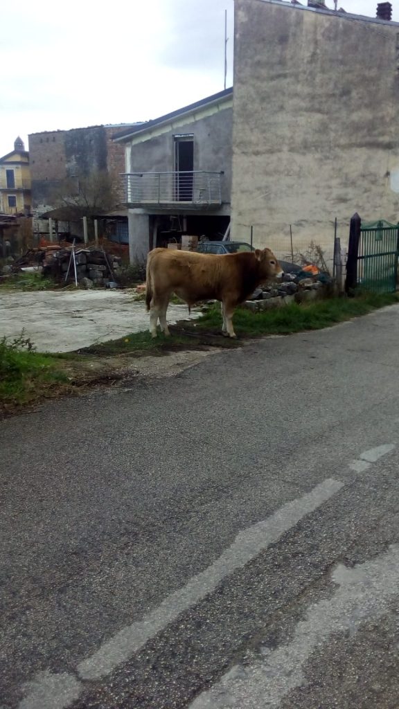 Strani avvistamenti a Bojano: vitellino a passeggio fra le case, si cerca il proprietario