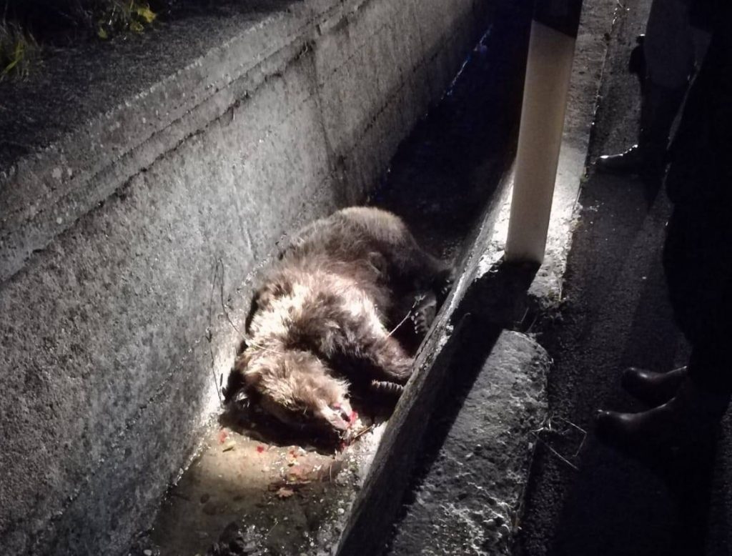 Orsa investita e uccisa, task force del Pnalm per salvare il suo cucciolo