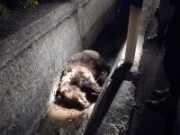 Orsa investita e uccisa, task force del Pnalm per salvare il suo cucciolo
