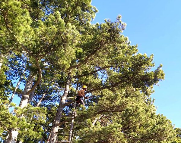Campobasso, emergenza processionarie rientrata: effettuati i primi interventi