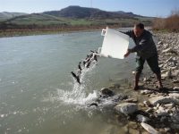 Valorizzare i fiumi e incrementare la pesca sportiva: torna il ripopolamento delle trote
