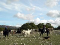 Il coronavirus cancella l’edizione 2020 della transumanza tra Molise e Puglia