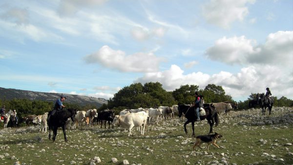 Il coronavirus cancella l’edizione 2020 della transumanza tra Molise e Puglia