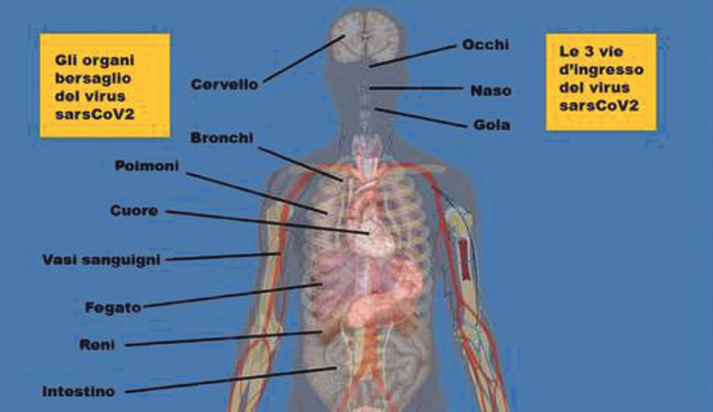 Non solo polmoni e cuore, il virus Sars-Cov2 colpisce tutto l’organismo