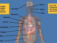 Non solo polmoni e cuore, il virus Sars-Cov2 colpisce tutto l’organismo
