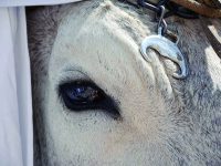 La Carrese di Larino: viaggio nella tradizione che sogna il riconoscimento Unesco