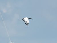 Il lockdown rigenera la costa, avvistato per la prima volta un esemplare di Ibis sacro