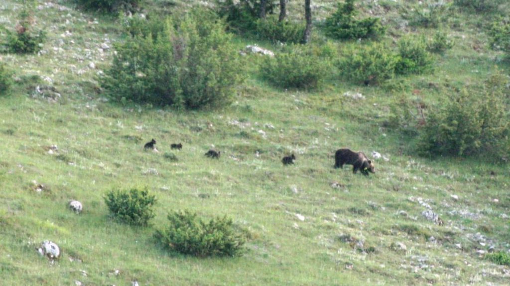 Parco nazionale d’Abruzzo, Lazio e Molise: avvistata per la prima volta un’orsa con quattro cuccioli