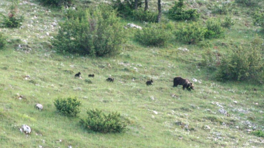 Parco nazionale d’Abruzzo, Lazio e Molise: avvistata per la prima volta un’orsa con quattro cuccioli