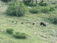 Parco nazionale d’Abruzzo, Lazio e Molise: avvistata per la prima volta un’orsa con quattro cuccioli