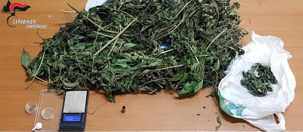 Fermato in pieno centro a Bojano con la cocaina, denunciato