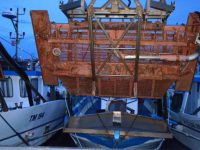 Fermo biologico, stop alla raccolta molluschi