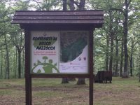 Bosco Mazzocca, il Comune di Riccia: «Il nostro patrimonio di biodiversità»
