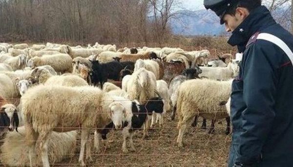 Pastore sfruttato a Cantalupo, denunciato il suo datore di lavoro