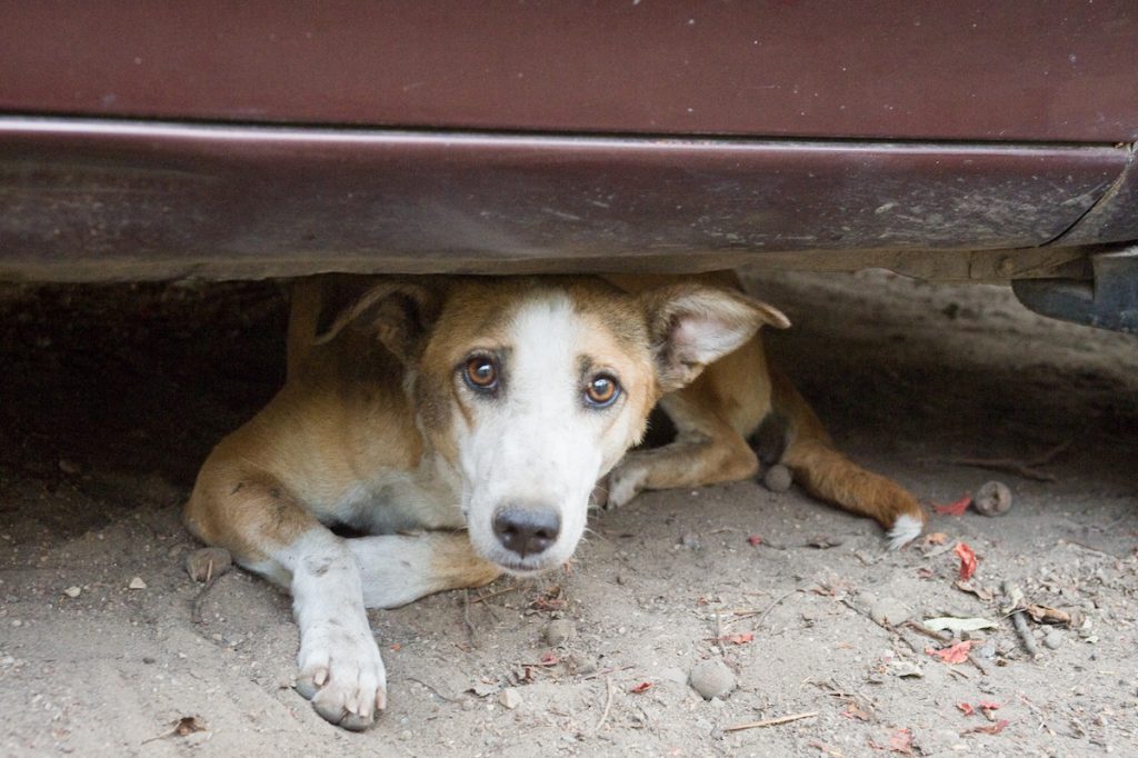 Street dog in New Delhi, India.
