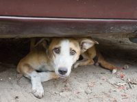 Street dog in New Delhi, India.