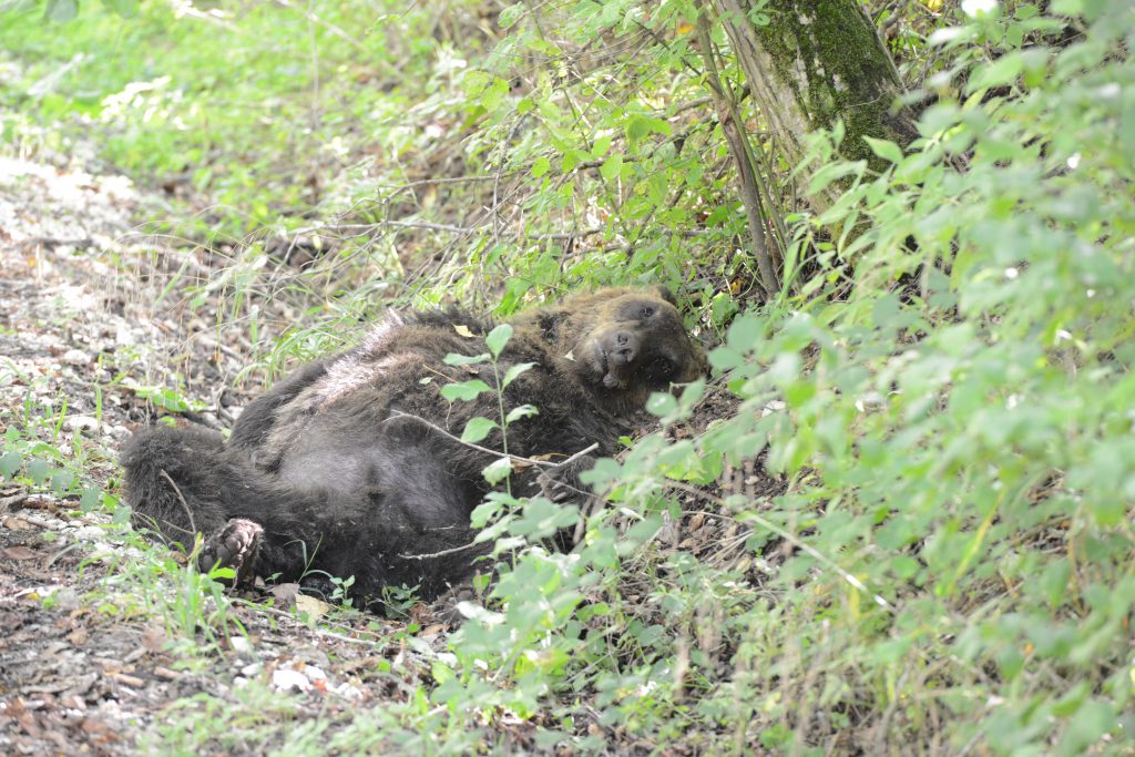 Uccise un orso a fucilate: imputato condannato a risarcire il Parco nazionale d’Abruzzo, Lazio e Molise