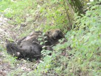 Uccise un orso a fucilate: imputato condannato a risarcire il Parco nazionale d’Abruzzo, Lazio e Molise