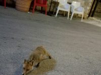 Ribalta nazionale per la volpe di Miranda che ogni sera scende dai monti per cenare al bar