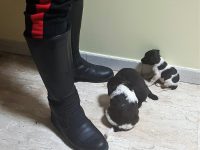 In uno scatolone sotto il guard-rail, i carabinieri di Bojano salvano 3 cuccioli