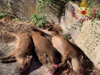 Isernia, donna investe famiglia di cinghiali