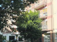 Campobasso, via Roma come una giungla: i rami raggiungono i balconi