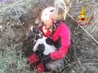 Pietracatella, finisce in un pozzo: cane salvato dai Vigili del fuoco