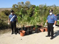 Piantagione di marijuana lungo il Cigno, sequestrata dai Carabinieri