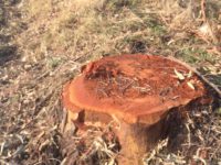 «Pronto a incatenarmi per salvare gli eucalipti»