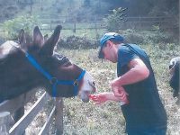 ‘Somarando’, a Carpinone gli animali diventano la terapia