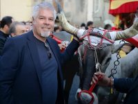 San Martino in Pensilis: gli appassionati dicono addio a Diamante, era il fuoriclasse dei buoi della Cerrese