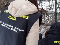 «Cani detenuti in un lager», movimento animalista denuncia un veterinario