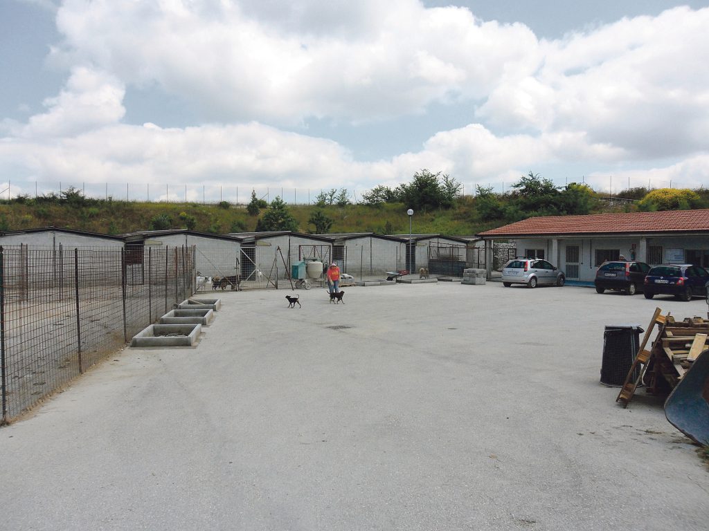 Campobasso, adottare un amico a quattro zampe conviene: voucher da 100 euro