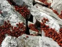 Civitanova del Sannio, migliaia di coccinelle si svegliano dal letargo