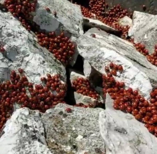 Civitanova del Sannio, migliaia di coccinelle si svegliano dal letargo