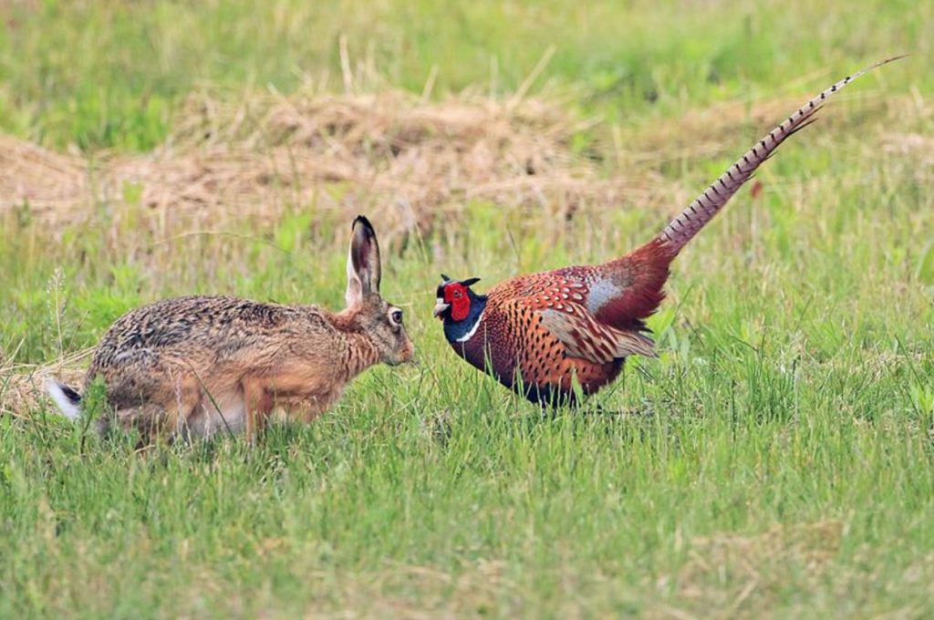Escluse dal ripopolamento nell’anno del Covid, aziende faunistiche sul lastrico