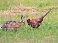 Escluse dal ripopolamento nell’anno del Covid, aziende faunistiche sul lastrico