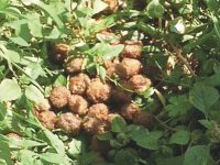 Orrore a Busso, cani sterminati con polpette avvelenate