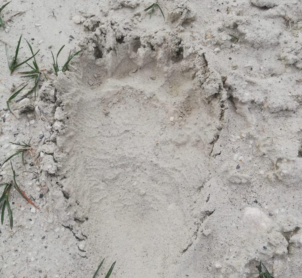 Tracce di orso marsicano nelle campagne di Lucito, attivata la rete di monitoraggio