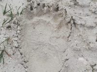 Tracce di orso marsicano nelle campagne di Lucito, attivata la rete di monitoraggio