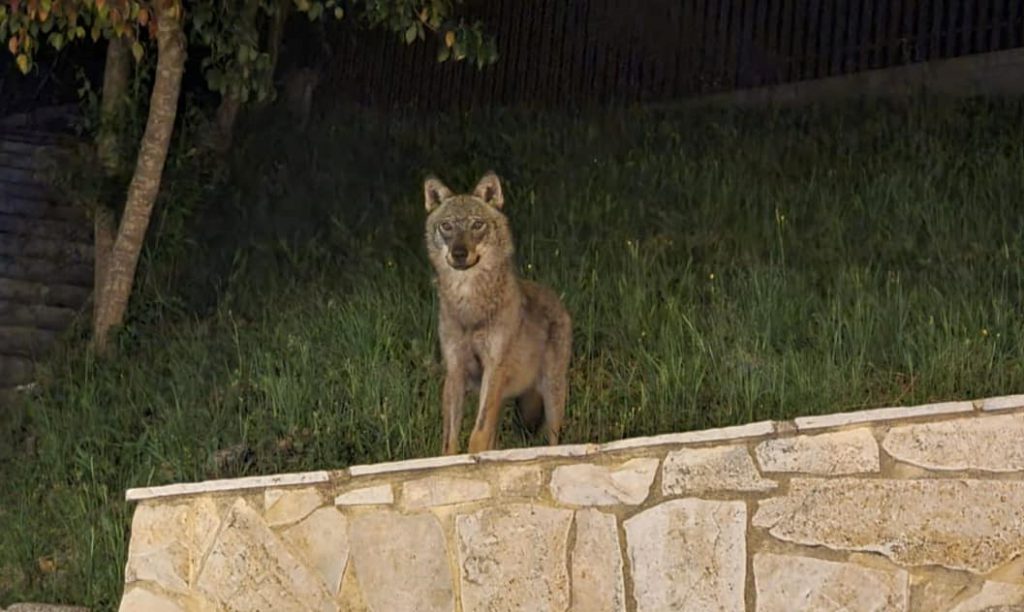 A Civitacampomarano si aggira un ‘turista notturno’, avvistato un esemplare di lupo