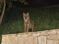 A Civitacampomarano si aggira un ‘turista notturno’, avvistato un esemplare di lupo