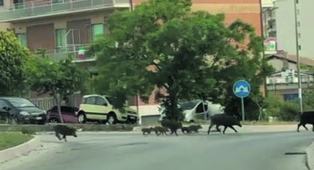 Più di 40mila cinghiali in Molise, Coldiretti: situazione fuori controllo