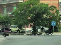 Più di 40mila cinghiali in Molise, Coldiretti: situazione fuori controllo