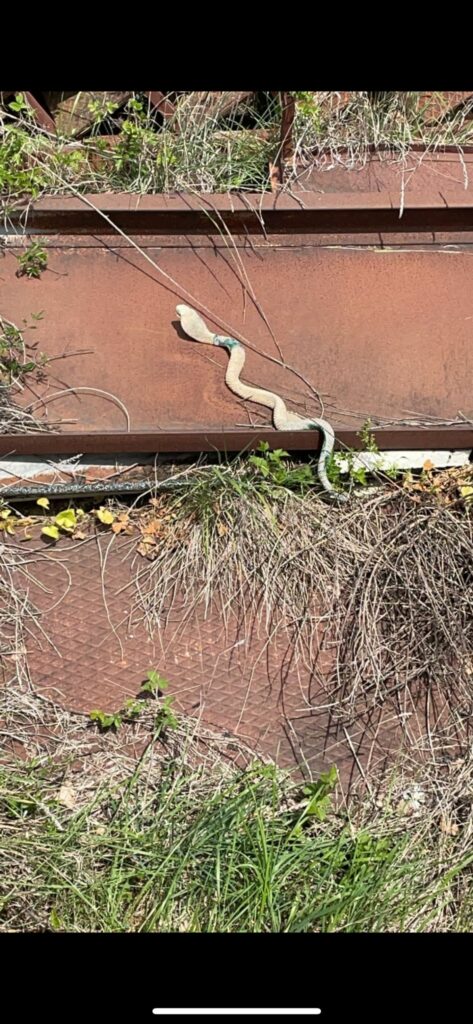 Cobra a spasso, una ‘bufala’? Non ci sono tracce del rettile