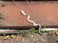 Cobra a spasso, una ‘bufala’? Non ci sono tracce del rettile