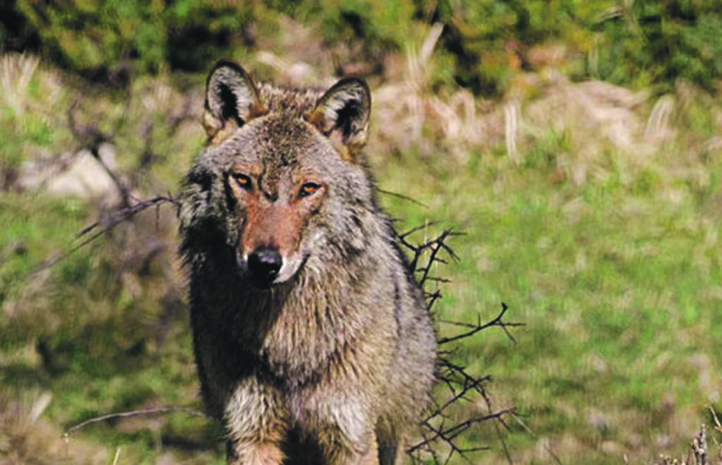 Allarme Coldiretti: emergenza lupi, la Regione intervenga