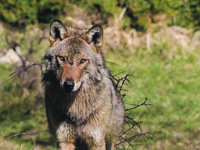 Allarme Coldiretti: emergenza lupi, la Regione intervenga