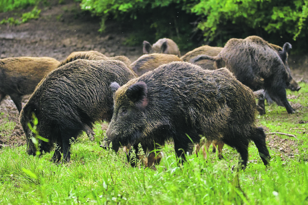 Feral pigs, sow and piglets rooting for food