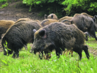 Feral pigs, sow and piglets rooting for food